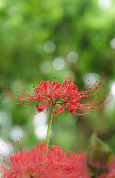 High-definition photo of red spider lilies (Lycoris radiata) blooming against a green bokeh background, with bright red flowers