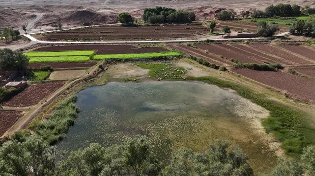 Aerial view of rural farmland pond with grazing sheep and cracked earth