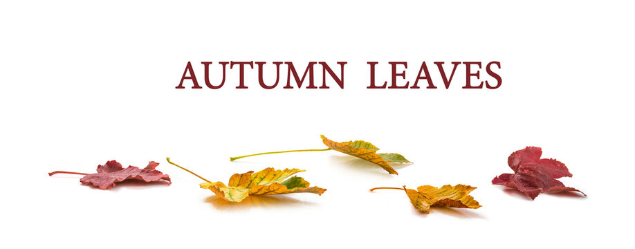 Colorful autumn fallen leaves isolated on transparent background cutout set