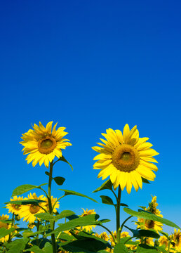 Sunflower field with cloudy blue sky