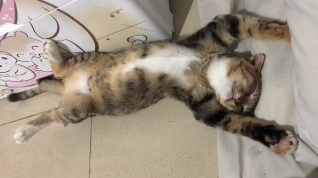A cute tabby cat sleeping soundly on its back on the floor with funny pose and rigid position.