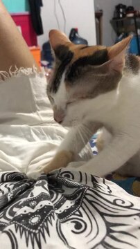 A cute calico cat kneading on a person's lap at home.
