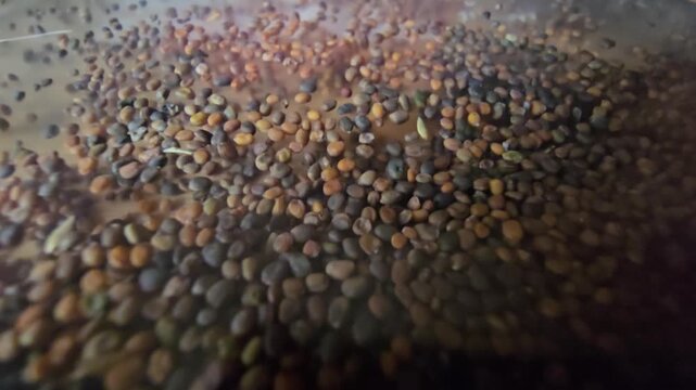 Close-up macro shot of organic arugula and rocket seeds sliding smoothly together under a transparent surface, creating a stunning textured background for agriculture and healthy nutrition themes.