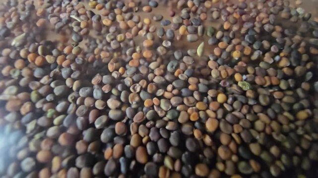Close-up macro shot of organic arugula and rocket seeds sliding smoothly together under a transparent surface, creating a stunning textured background for agriculture and healthy nutrition themes.