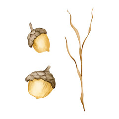 Cute acorns with dry branch. Autumn Forest plants Watercolor hand drawn floral illustration isolated on white background for fall nursery design whimsical home textile cozy print porcelain crockery © Leyla