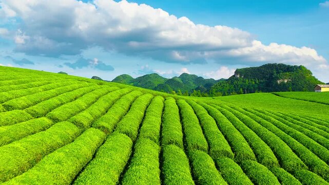 Lush green tea plantation stretches across rolling hills under a bright blue sky with fluffy white clouds in afternoon light.