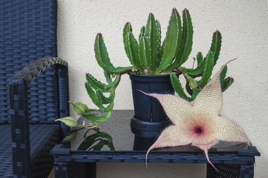 開花したスタペリア・ギガンテア（王犀角）の巨大な花と多肉植物の鉢植え (Stapelia gigantea)
