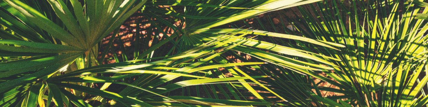 Palm leaves background. Tropical landscape. Beautiful tropical nature