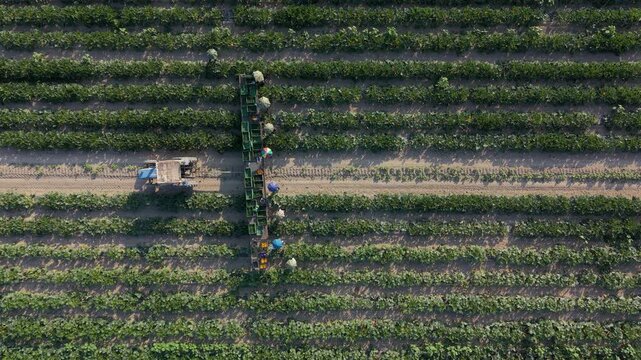 Farm workers collect zucchini by hand among cultivated rows during early morning light. The footage represents fresh food production,
