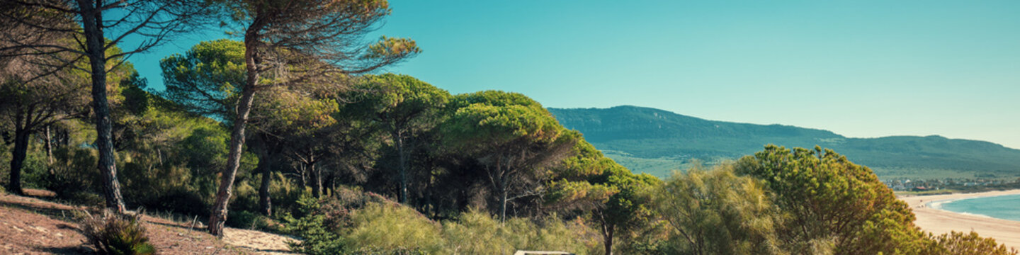 Wooden walkway along the sea and pine trees in the natural park to sandy Bolonia Dune  Andalusia Spain Europe