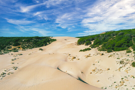 View from above of seascape with sandy Dune and pine forest. Playa Bolonia. Duna de Bolonia. Spain, Europe