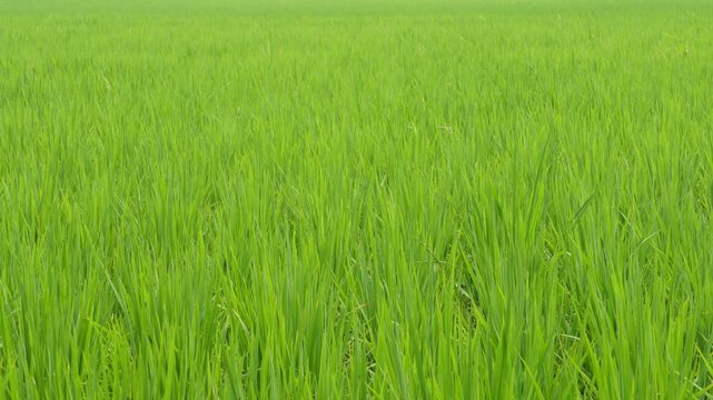 Lush Green Rice Paddy Field with Young Plants Growing in Neat Rows