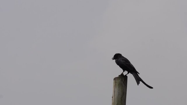 Black Drongo Perched on Post with Forked Tail