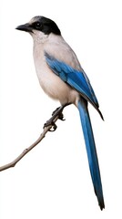 Iberian magpie perched on branch isolated on white background © Gelpi