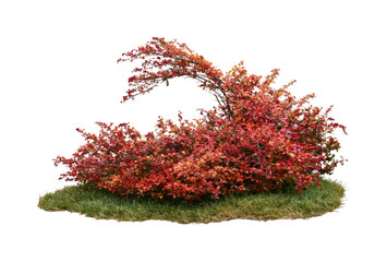 Fototapeta premium PNG Red ornamental shrub with graceful arching branches on grass