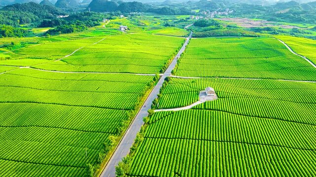 High angle shot shows vibrant green tea plantation fields stretching across rolling hills cut by a straight country road.