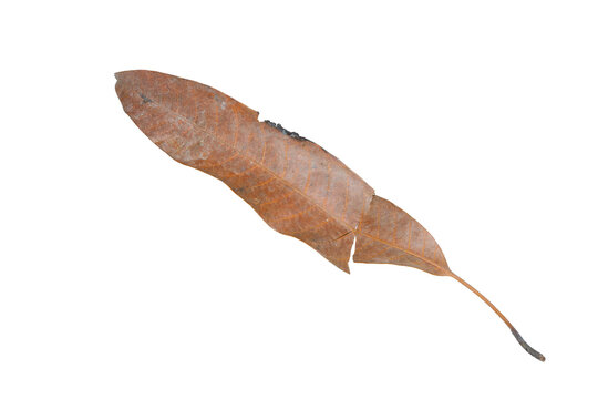 Single dry brown lanceolate smooth leaf isolated on a white background