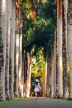 Woman Walking Along Palm Avenue in Pamplemousses Botanical Garden, Mauritius
