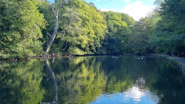 Park lake with stone edging, mature trees and a dead tree, with ducks, gulls and other birds on the water