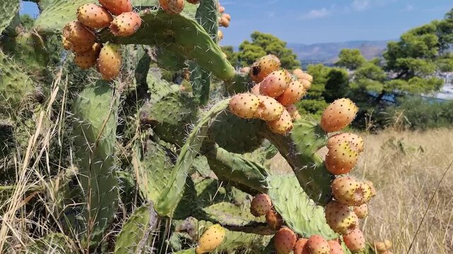 Prickly pear cactus with ripe fruits in Greece