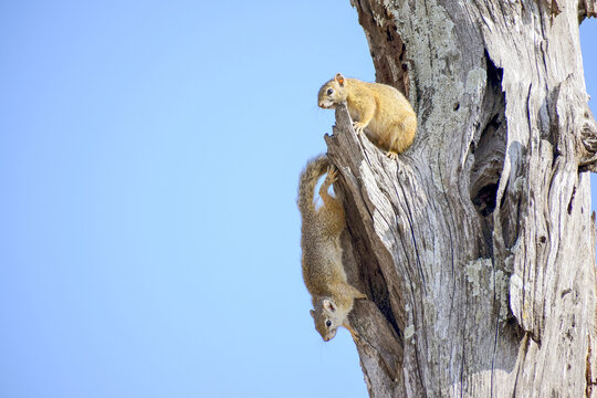 Two tree squirrels climbing a weathered dead tree trunk against a blue sky