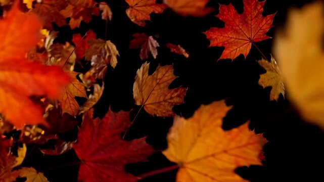Strong gust of wind sweeping autumn leaves across the frame with red and gold foliage tumbling fast for dynamic fall storm backgrounds