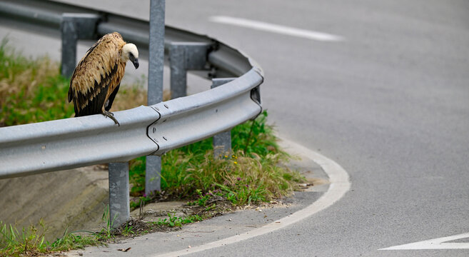 injured griffon vulture sits, dazed, on a crash barrier // verletzter G&auml;nsegeier sitzt benommen auf einer Leitplanke (Gyps fulvus) - Vejer de la Frontera, Andalusia, Spain