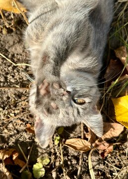 Playful Grey Kitten Lying Upside Down Showing Paw in Autumn Leaves