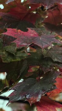 Vertical video. Autumn background, fall season. Wet red leaves on maple branch sway in wind during rainy weather.