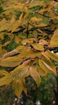 Vertical video. Autumn background, fall season. Trees with golden yellow leaves in autumn park.