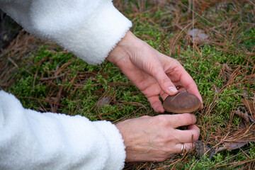 Close-up of hands picking a brown mushroom from moss and pine needles in a forest, white fleece jacket, autumn foraging, mushroom picking, forest harvest, nature discovery, fall season. © CatKuz