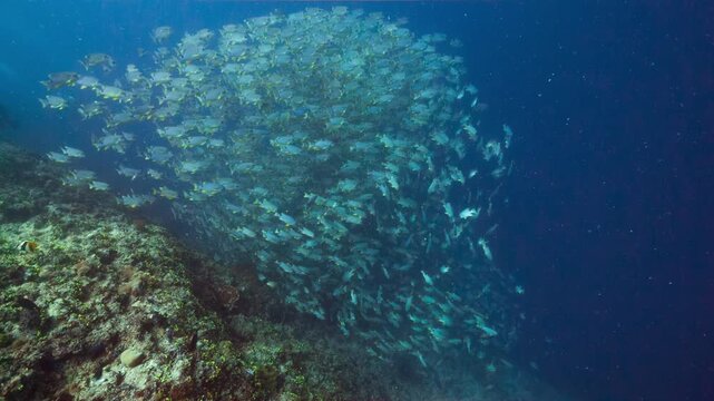 Underwater shot of huge school of Sailfin Snapper swimming down a deep tropical reef in Peleliu, Palau	