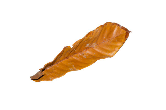 Dry brown autumn leaf isolated on a plain white background