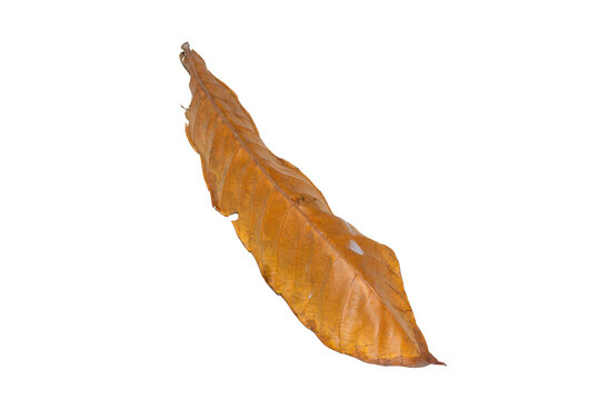 Dry brown autumn leaf isolated on a plain white background
