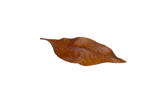Dry brown autumn leaf isolated on a plain white background