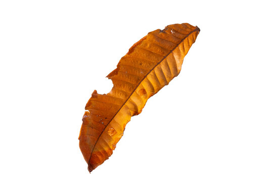 Single long ribbed dry brown autumn leaf isolated on white background