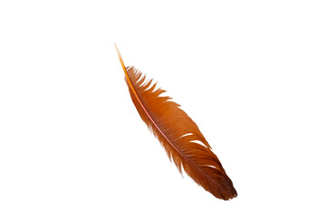 Single brown chicken feather isolated on a white background © arbiwtm