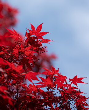 red autumn leaves