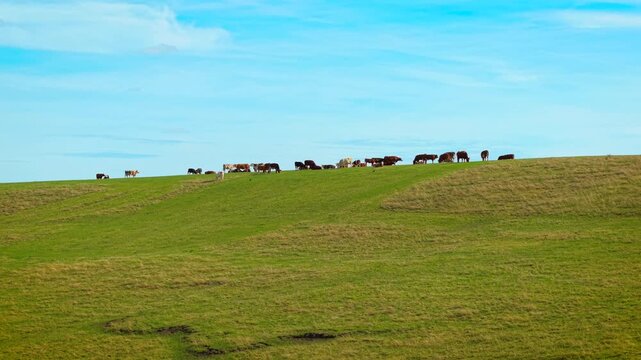 Cattle grazing across green hillside pasture. Beef cattle herd with cows and bulls under blue sky on open farmland. Rural livestock farming landscape for beef production, dairy agriculture and animal