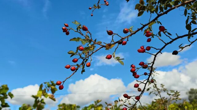 Branch of ripe red rose hips (Rosa canina) with green leaves under a bright blue sunny sky in autumn countryside nature landscape.