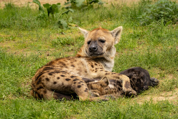 Fototapeta premium Hyena with a young Cub, in Safaripark Beekse Bergen, Zoo in The Netherlands