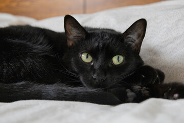 portrait of a black cat © Diego