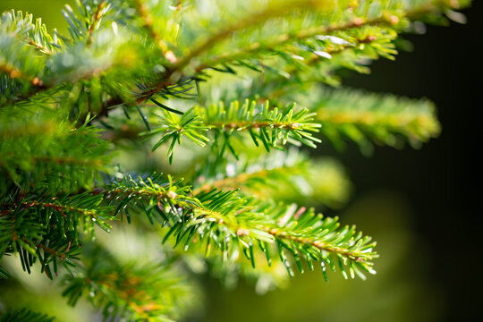 Close-up of fresh green fir branches glowing in warm sunlight in the Black Forest near Bad Wildbad, Germany, with soft bokeh and dark natural background.