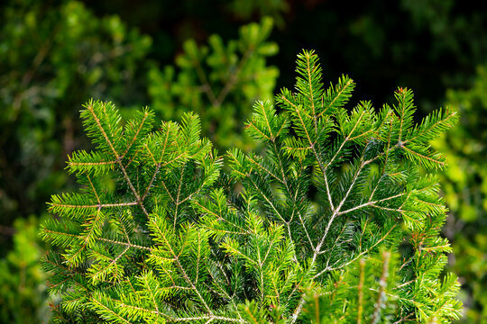 Close-up of fresh green fir branches illuminated by sunlight in the Black Forest near Bad Wildbad, Germany, with a softly blurred woodland background.