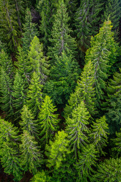 Aerial-like view from above into the lush forest canopy near Bad Wildbad in Germany&rsquo;s northern Black Forest, showing conifers and deciduous trees in varied shades of green.