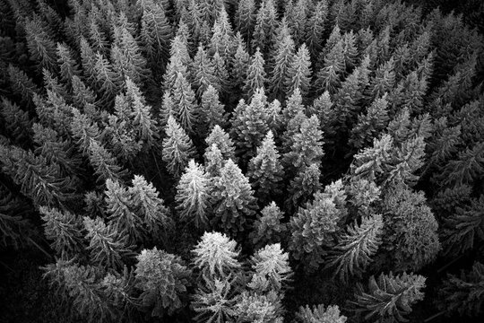 Dramatic black and white aerial perspective over dense coniferous treetops near Bad Wildbad in the northern Black Forest, Germany.