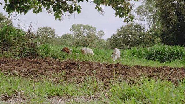 A blue tractor with a rear-mounted disc harrow tills agricultural soil while zebu-type cattle graze nearby in a green field, showing traditional farming, livestock, and land preparation.