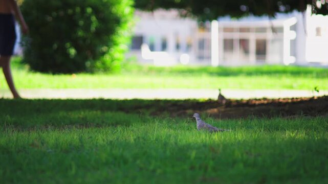 Eurasian collared dove walking on vibrant green grass in a city park while out of focus people and a dog are passing by in the background on a sunny summer day