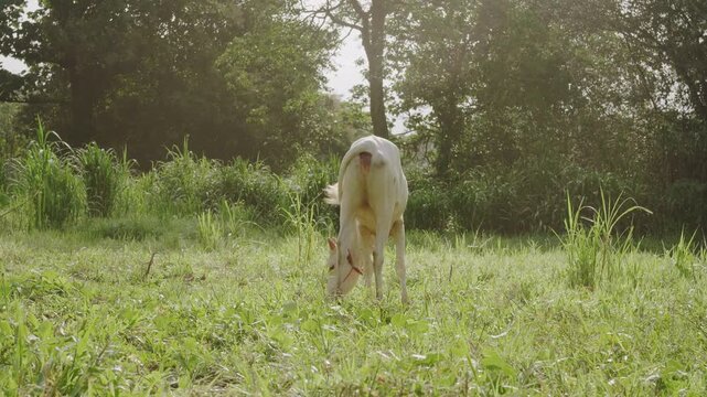 White zebu cattle grazing on low green grass in a sun-dappled tropical pasture, surrounded by trees and leafy, representing natural feeding, livestock farming, rural agriculture, and animal care.