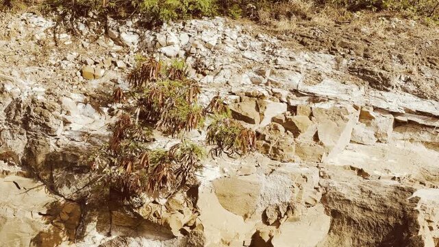 Tuff, a relatively soft, porous rock that is usually formed by the compaction and cementation of volcanic ash or dust. Diamond Head Crater. Oahu, Hawaii. Leucaena leucocephala, white leadtree